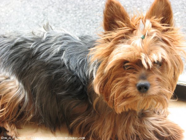 Photo de Yorkshire terrier