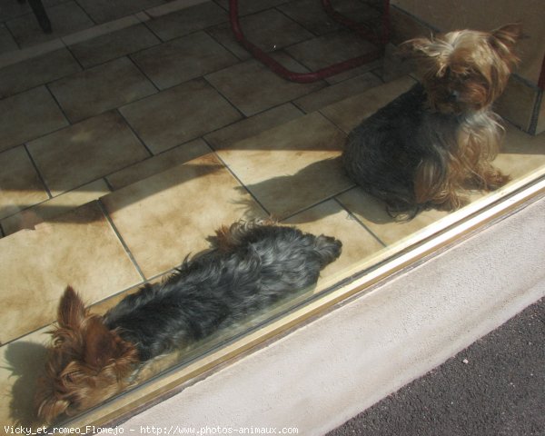 Photo de Yorkshire terrier