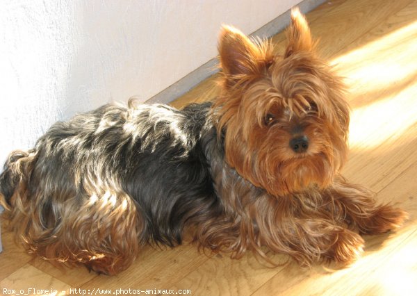 Photo de Yorkshire terrier