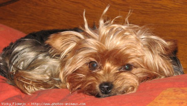 Photo de Yorkshire terrier