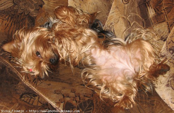 Photo de Yorkshire terrier