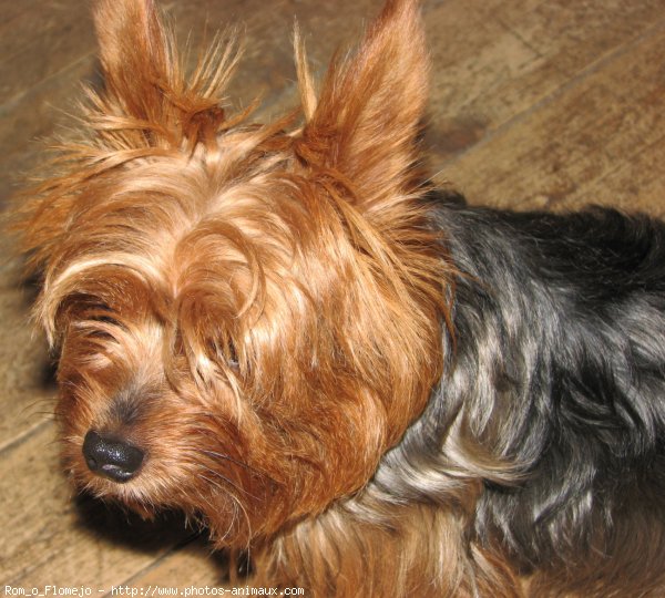 Photo de Yorkshire terrier