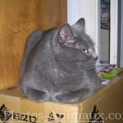 Photo de Chartreux