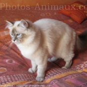 Photo de Sacr de birmanie