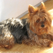 Photo de Yorkshire terrier