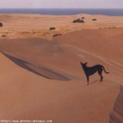 Photo de Croisement