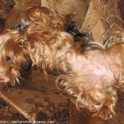 Photo de Yorkshire terrier