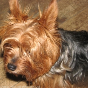 Photo de Yorkshire terrier