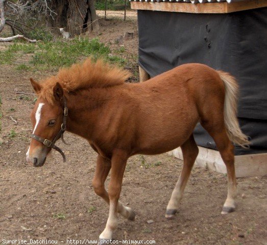 Photo de Shetland