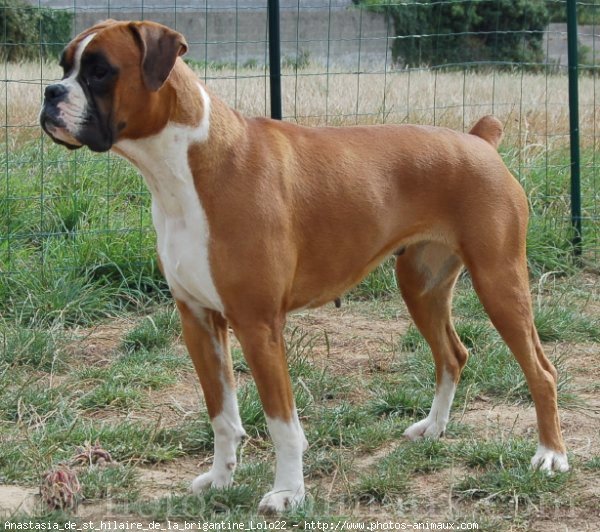 Photo de Boxer