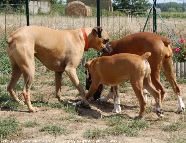 Photo de Boxer