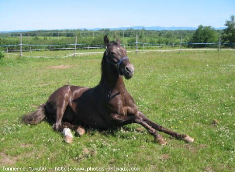 Photo d'Appaloosa