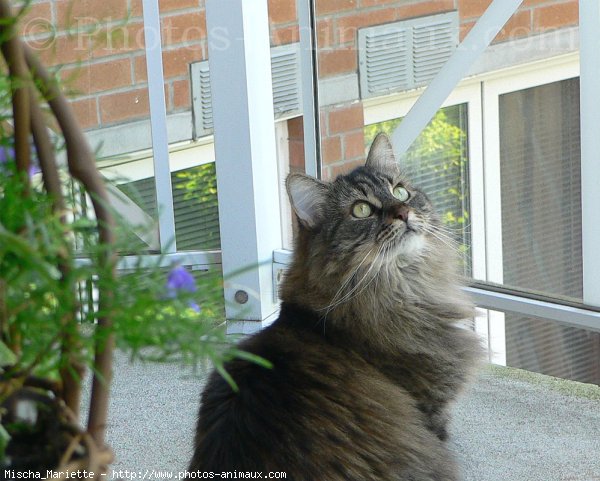 Photo de Chat domestique