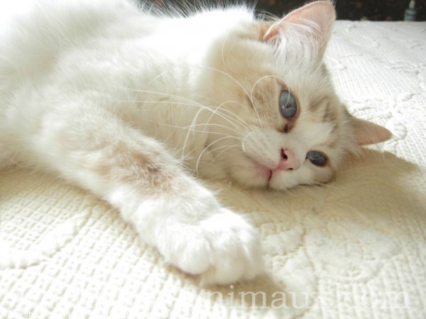 Photo de Ragdoll