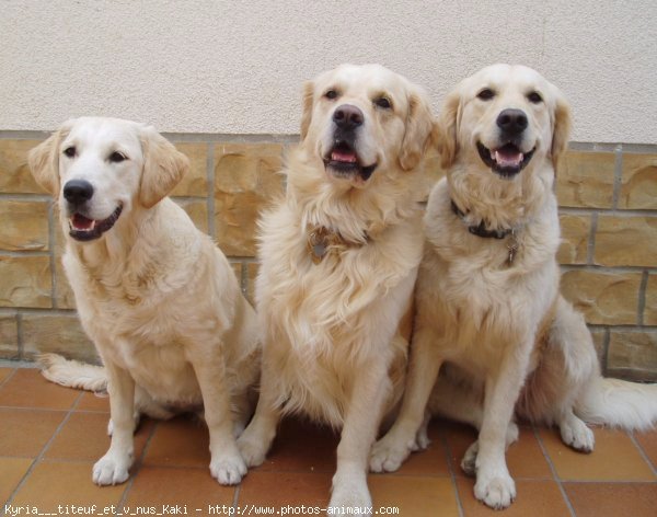 Photo de Golden retriever