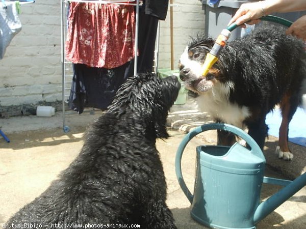 Photo de Chien de terre-neuve