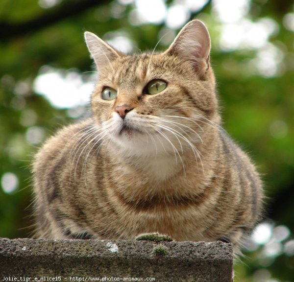 Photo de Chat domestique