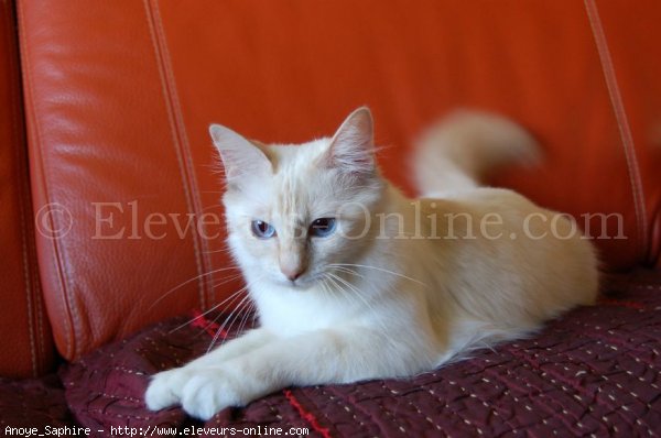 Photo de Sacr de birmanie