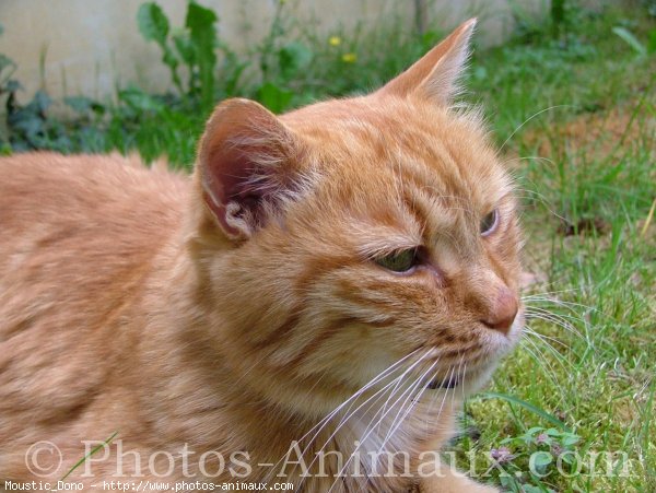 Photo de Chat domestique