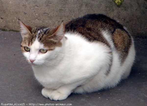 Photo de Chat domestique