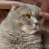 Photo de Scottish fold