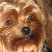 Photo de Yorkshire terrier