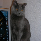 Photo de Chartreux