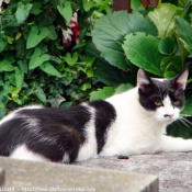 Photo de Chat domestique