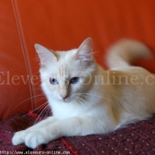 Photo de Sacr de birmanie