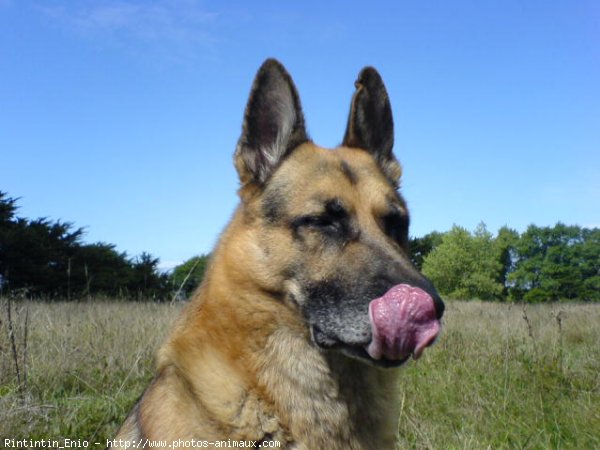 Photo de Berger allemand  poil court