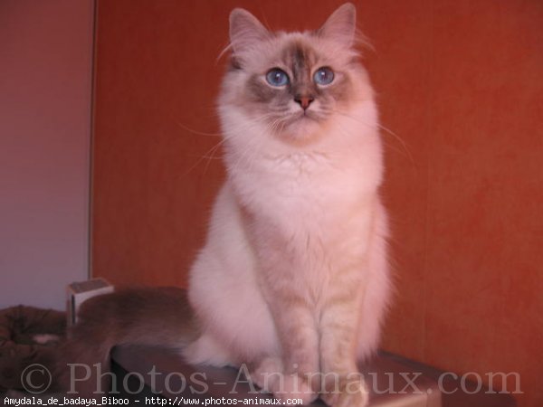 Photo de Sacr de birmanie