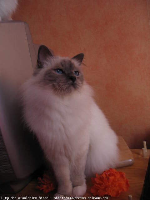 Photo de Sacr de birmanie