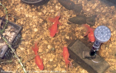 Photo de Poissons rouges