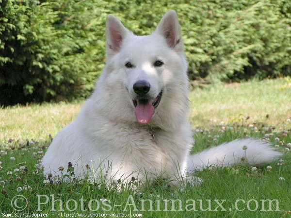 Photo de Berger blanc suisse