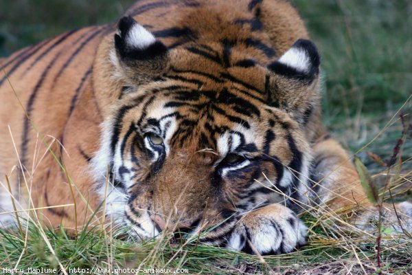 Photo de Tigre