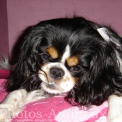 Photo de Cavalier king charles spaniel