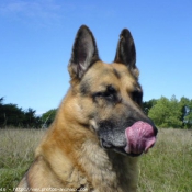 Photo de Berger allemand  poil court