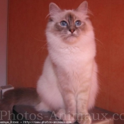 Photo de Sacr de birmanie