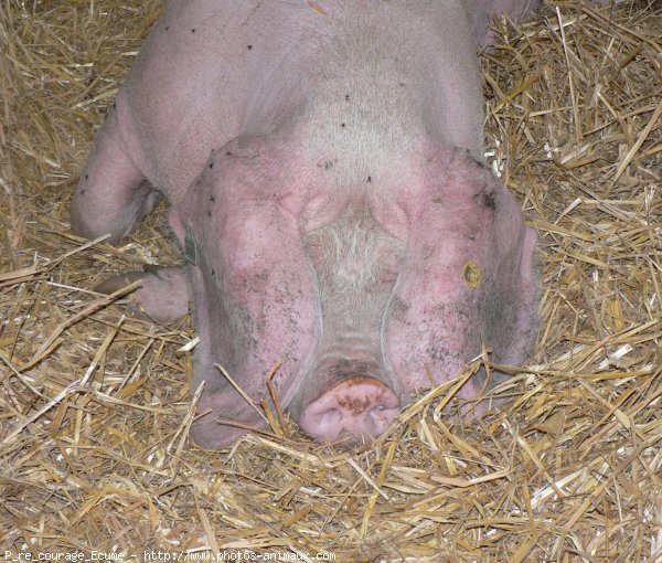 Photo de Cochon