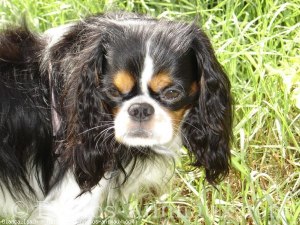 Photo de Cavalier king charles spaniel