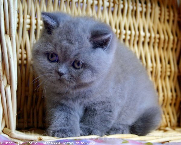 Photo de British shorthair