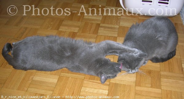 Photo de Chartreux