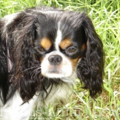 Photo de Cavalier king charles spaniel