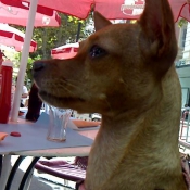 Photo de Pinscher nain