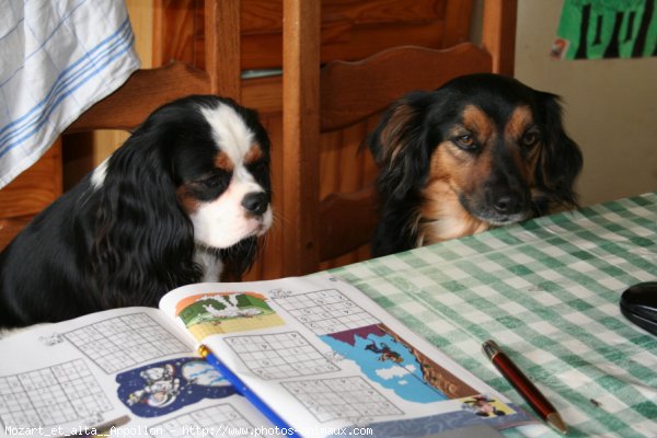 Photo de Cavalier king charles spaniel