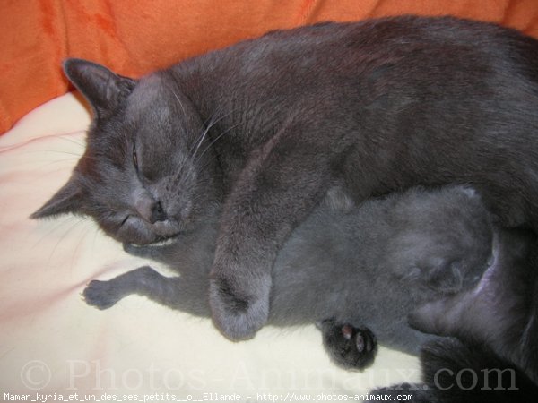 Photo de Chartreux