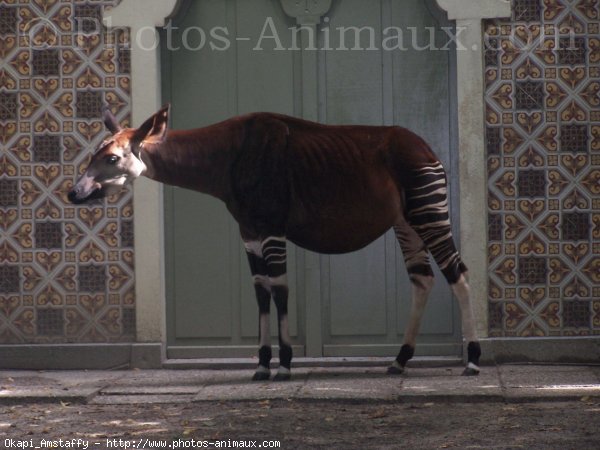 Photo d'Okapi