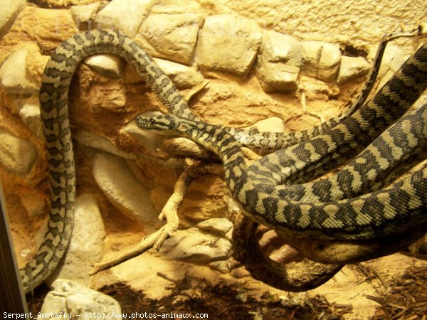 Photo de Serpent