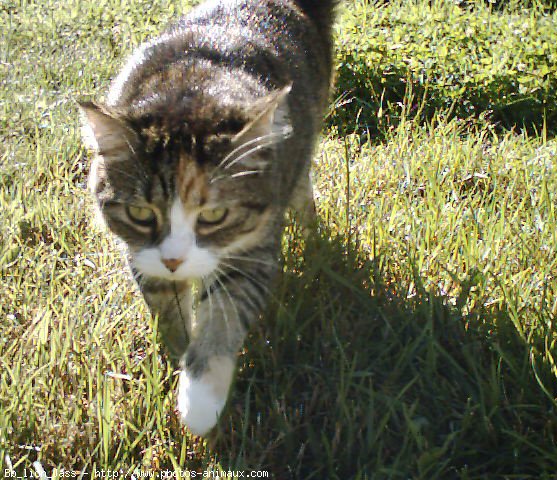 Photo de Chat domestique