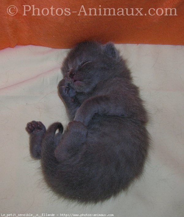 Photo de Chartreux